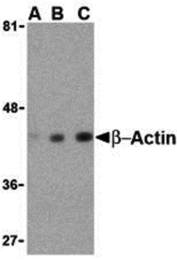 IHC-plus™ ACTB / Beta Actin Antibody