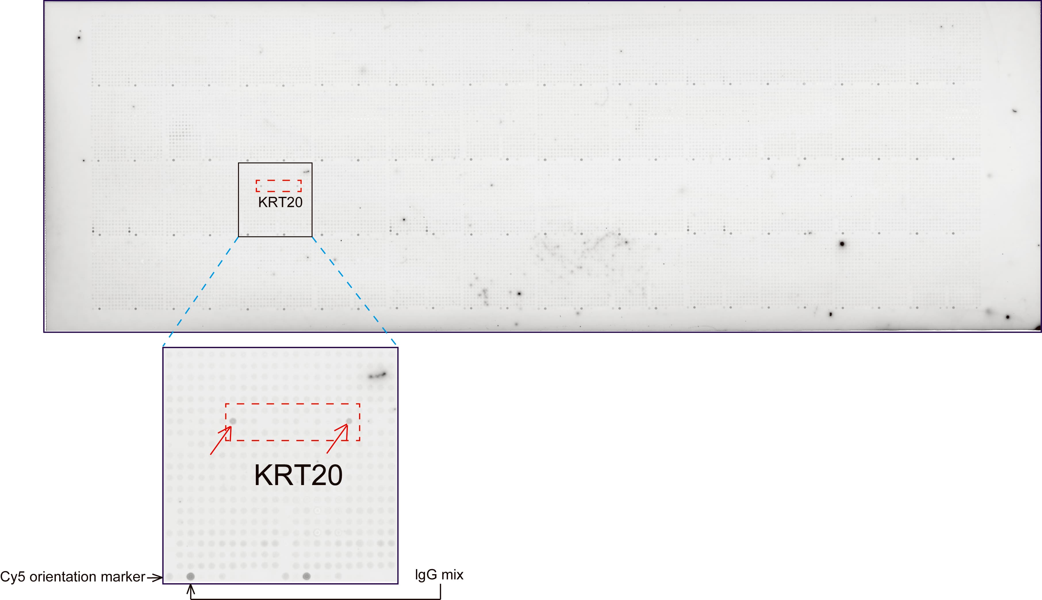 Monoclonal Mouse anti-Human KRT20 / CK20 / Cytokeratin 20 Antibody (clone UMAB167, Carrier-free, IHC, WB)