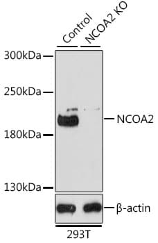 NCOA2 / TIF2 Antibody
