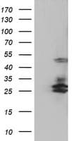 SERPINB2 / PAI-2 Antibody (clone OTI4E6, Carrier-free)