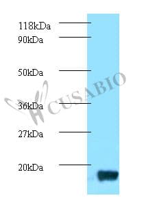 Thioredoxin-1 Antibody (FITC)