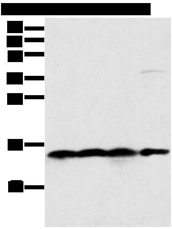 MRPS18C Antibody