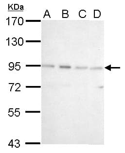 CSDE1 Antibody (aa198-433)