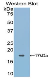 PathPlus™ SEMA3A / Semaphorin 3A Antibody (aa31-141)