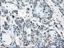 CYPOR / POR Antibody (clone OTI5B3)