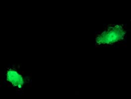ASCC2 Antibody (clone OTI2D3)