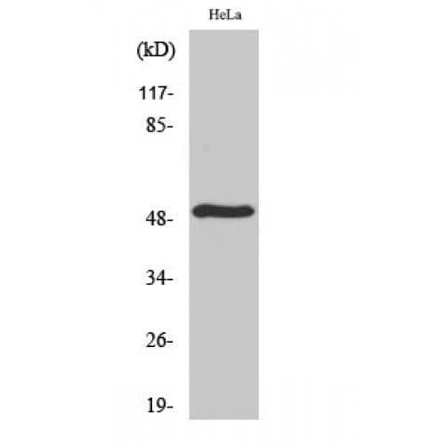 SERINC2 Antibody (310-390 aa, C-terminal)