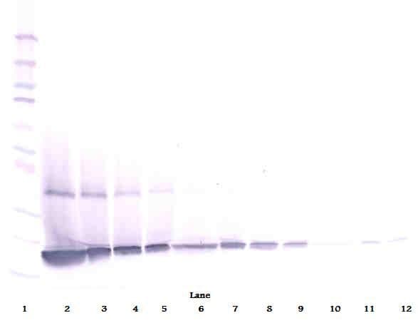 CSF3 / G-CSF Antibody (Biotin)