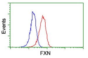 FXN / Frataxin Antibody (clone OTI1C12)