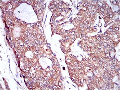 CSF1R / CD115 / FMS Antibody (aa344-497, clone 6B9H2)