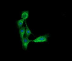 CD33 Antibody (clone OTI1C4)