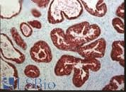 FKBP4 / FKBP52 Antibody (clone Hi52C, AP)