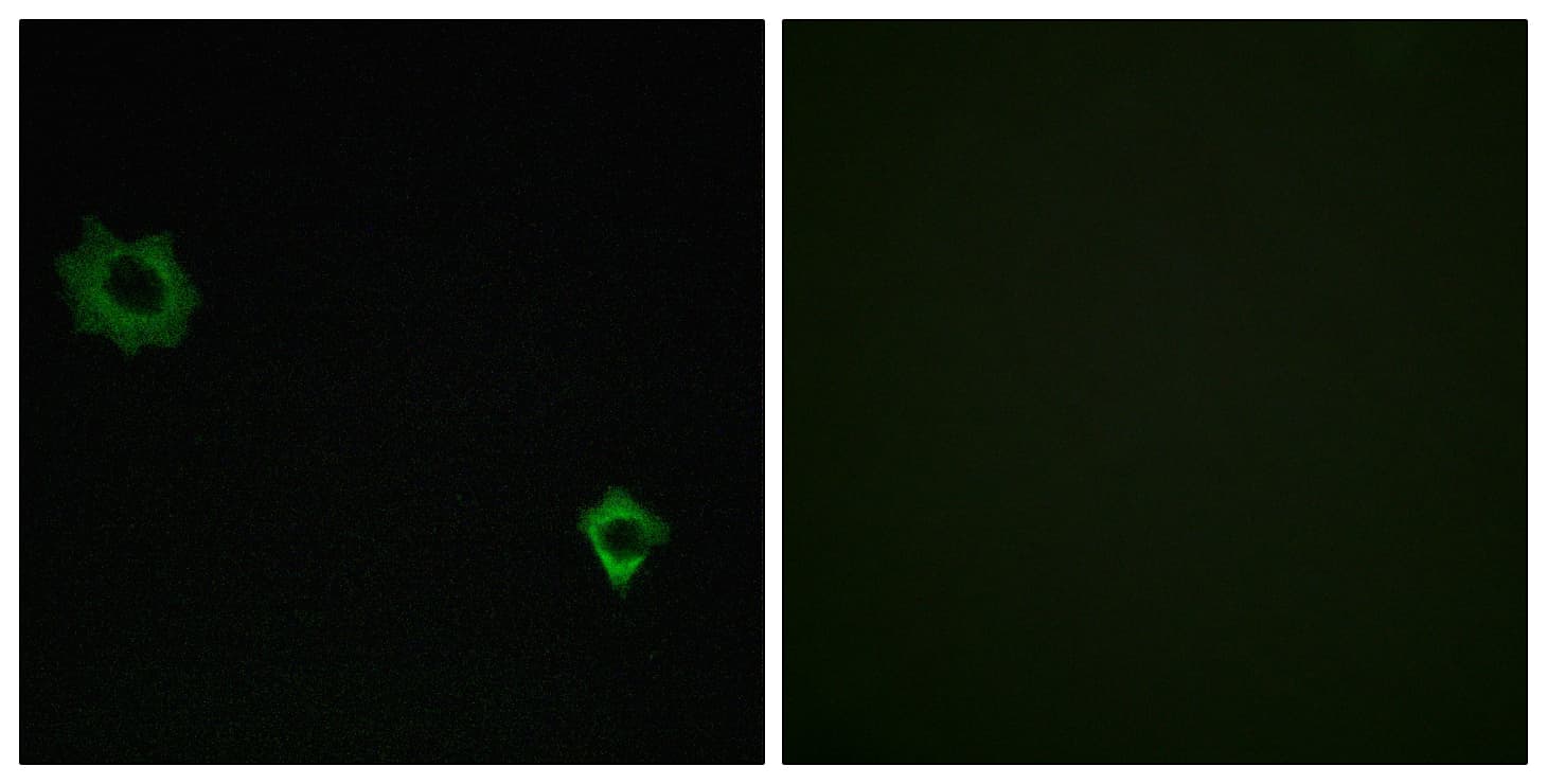 Polyclonal Rabbit anti-Human RPL34 / Ribosomal Protein L34 Antibody (aa41-90, IF, WB)