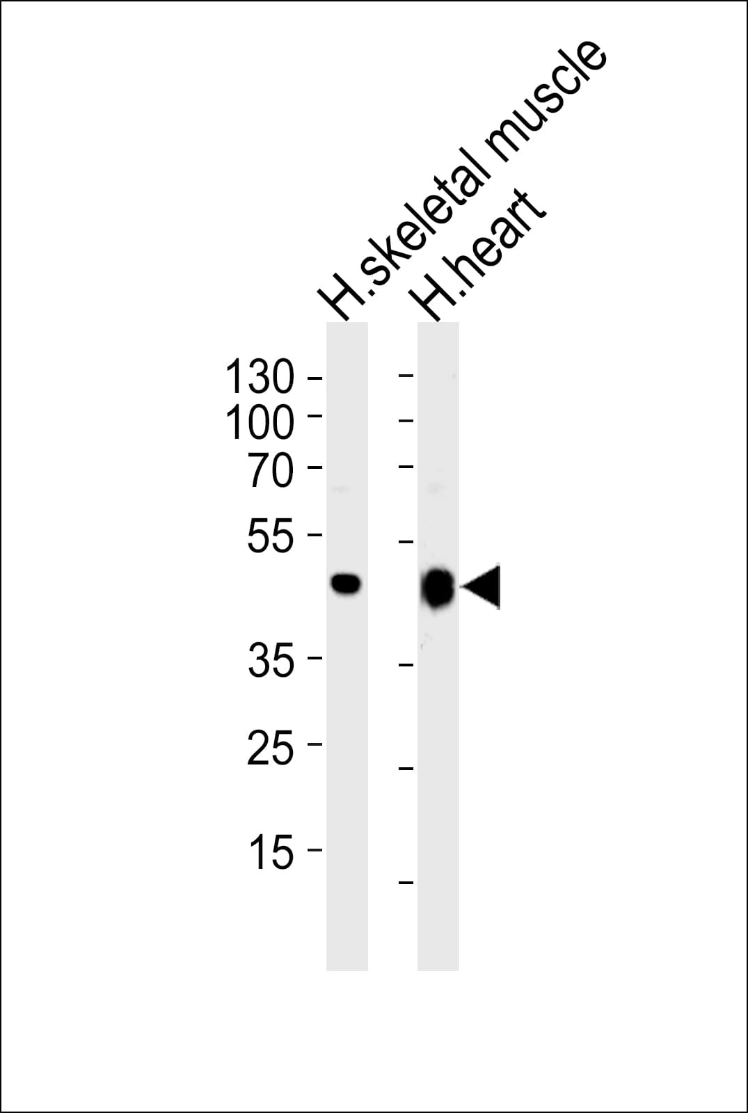 CKMT2 Antibody (aa56-86)