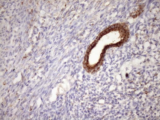 CSF2RB / CD131 Antibody (clone OTI7A4, Carrier-free)