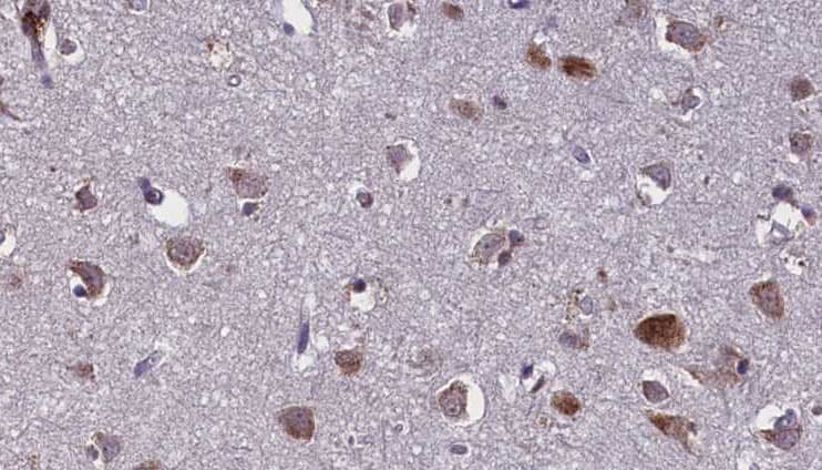 BCAS4 Antibody