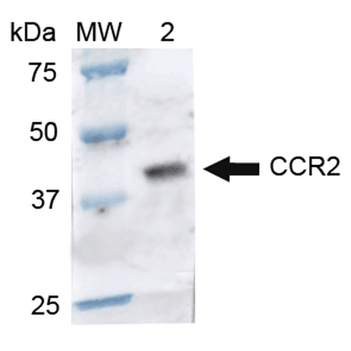 CCR2 Antibody (APC)