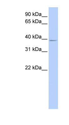 Polyclonal Rabbit anti-Human C18orf25 / ARKL1 Antibody (aa216-265, WB)