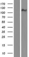 CPED1 Protein (Over-Expression Lysate Myc-DDK (Flag))