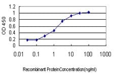 STK4 Antibody (clone 1D7-8A10)