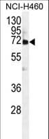 VWA2 Antibody (aa44-72)