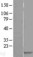PRM1 / Protamine 1 Protein (Over-Expression Lysate Myc-DDK (Flag))