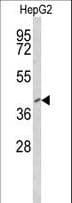 FOXP3 Antibody (aa155-182)