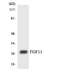 FGF13 Antibody (aa135-184)
