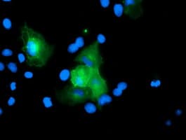 USP54 Antibody (clone OTI1G6)