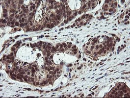 RYBP Antibody (clone OTI1B2, Carrier-free)