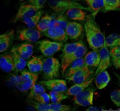 NFKB2 Antibody
