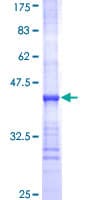 Human UGT2B10 Protein (Recombinant GST, N-terminus)