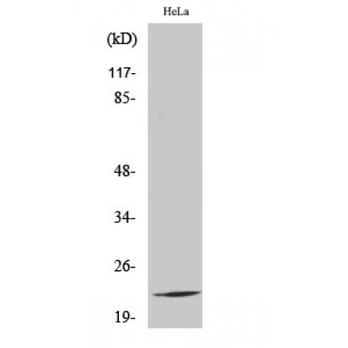 Polyclonal Rabbit anti-Human RPL17 / Ribosomal Protein L17 Antibody (70-150 aa, Internal, IHC, WB)