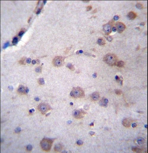 C6orf66 Antibody (aa33-61)