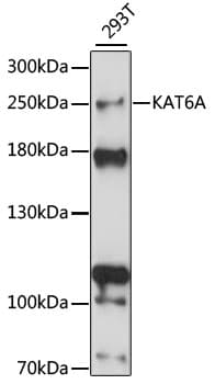 Polyclonal Rabbit anti-Human MYST3 / MOZ Antibody (WB)