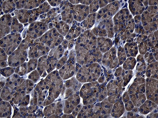 Monoclonal Mouse anti-Human ZFYVE1 / DFCP1 Antibody (clone OTI4B3, aa1-308, IHC, WB)