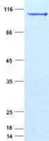 Human SFPQ Protein (Recombinant Myc-DDK (Flag), C-terminus)