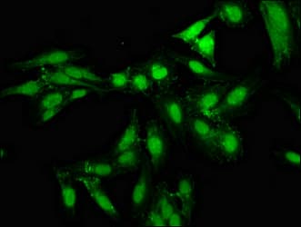 NPAS2 Antibody