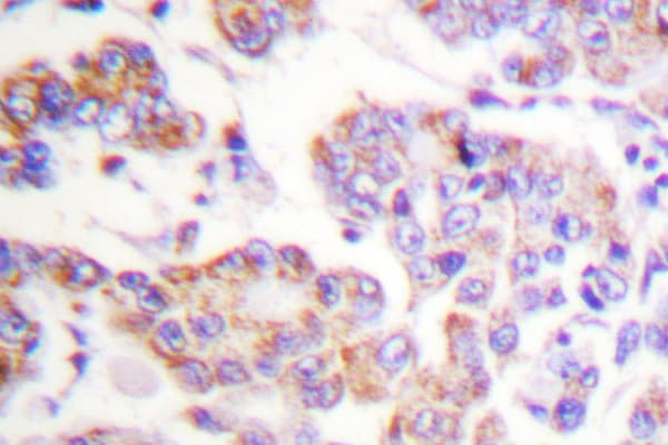 Polyclonal Rabbit anti-Human ANAPC1 / APC1 Antibody (Glu684, IHC, IF)