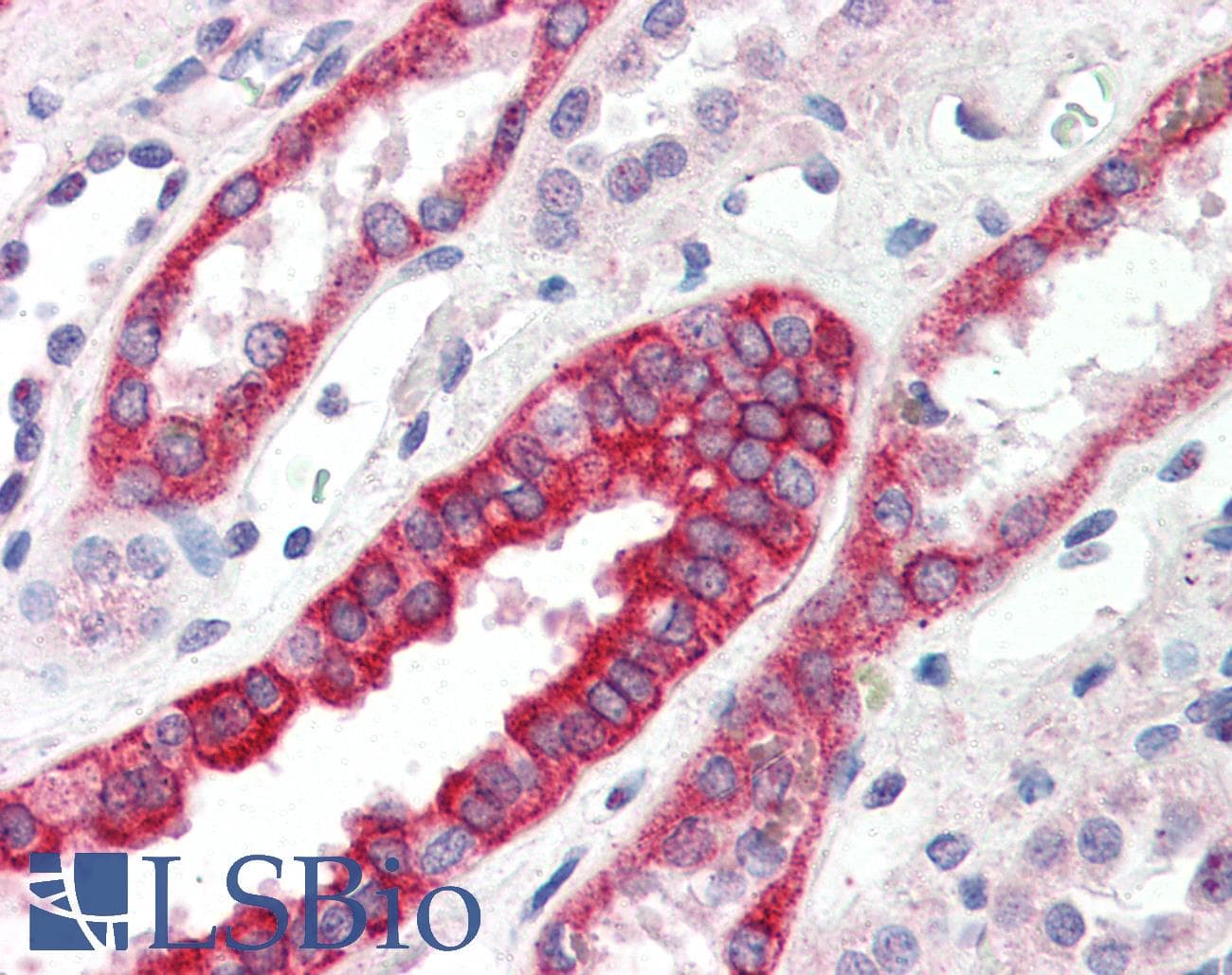 IHC-plus™ RNF34 Antibody (aa3-14)