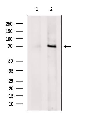 Polyclonal Rabbit anti-Human DNAJC21 Antibody (WB)