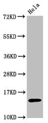 Recombinant Monoclonal Rabbit anti-Human HIST1H3A Antibody (IF, WB)