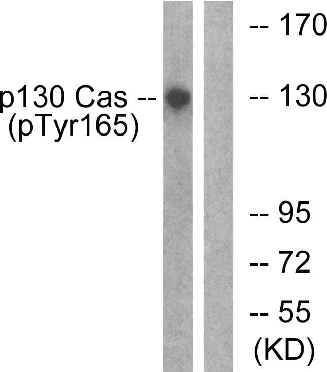 BCAR1 / p130Cas Antibody (phospho-Tyr165)