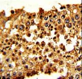 Securin / PTTG1 Antibody (aa16-45)