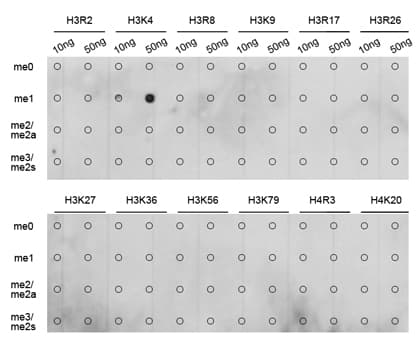 Histone H3 Antibody (Methyl-Lys4)