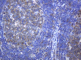 PCDH7 Antibody (clone OTI1A2, Carrier-free)