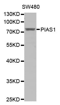 PIAS1 Antibody