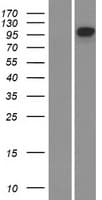 EPHB4 / EPH Receptor B4 Protein (Over-Expression Lysate Myc-DDK (Flag))