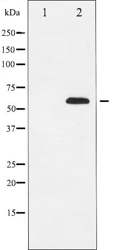 DOK2 Antibody