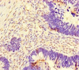 DNAJC3 / p58IPK Antibody